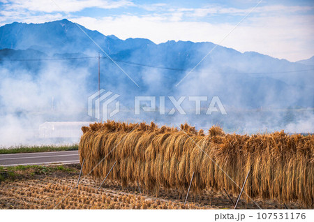秋のはぜ掛けと藁焼きの風景 107531176