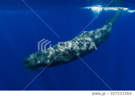 Sperm whales swims in the blue ocean Sperm whales swims in the blue ocean 107531564