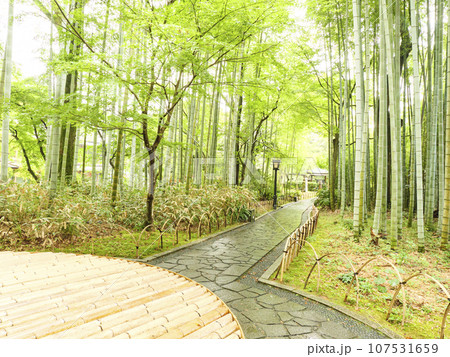緑に包まれた渓流（修善寺） 107531659