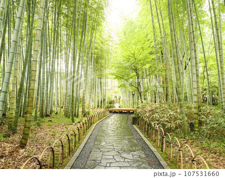 緑に包まれた渓流（修善寺） 107531660