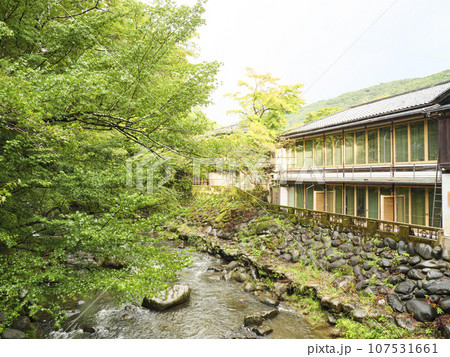 緑に包まれた渓流（修善寺） 107531661