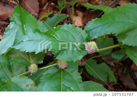 トラノオスズカケの花 トラノオスズカケの花 107531707