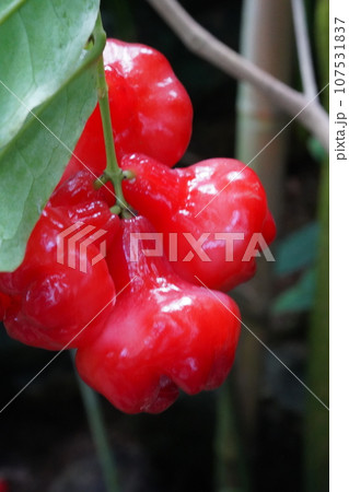 ミズレンブの赤い果実 107531837