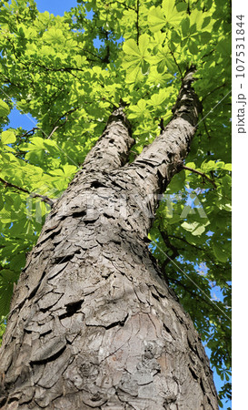 Large chestnut tree with fresh green foliage, bottom to top view 107531844