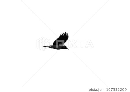 Black crow flies in the sky, close-up photo isolated on white Black crow flies in the sky, close-up photo isolated on white 107532209