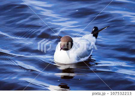 Black-headed gull is on the water on a sunny day 107532213