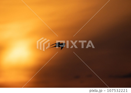 Silhouette photo of a bird flying under sunset sky. Sterna hirundo 107532221