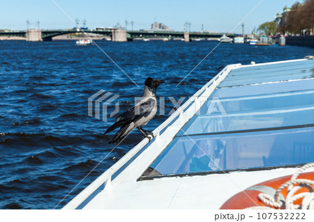 Hooded crow sitting on the boat roof 107532222
