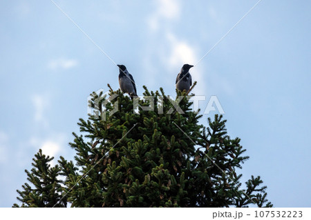 Two hooded crows sit on the top of a spruce tree Two hooded crows sit on the top of a spruce tree 107532223