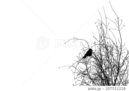 A hooded crow is on the birch tree under bright sky A hooded crow is on the birch tree under bright sky 107532226