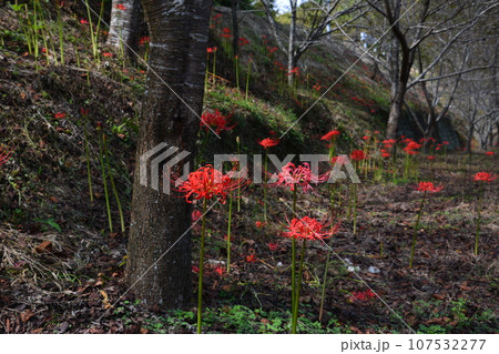 彼岸花16(香川県高松市塩江町) 彼岸花16(香川県高松市塩江町) 107532277