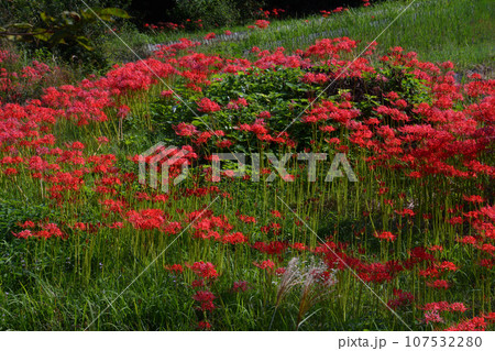 彼岸花19（香川県高松市塩江町） 107532280