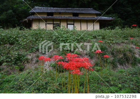 彼岸花24（香川県綾歌郡綾川町） 107532298
