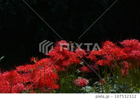 彼岸花29(香川県さぬき市造田 鴨部川) 彼岸花29(香川県さぬき市造田 鴨部川) 107532312