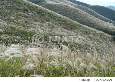 塩塚高原のススキ14（徳島県三好市山城町側） 107532359