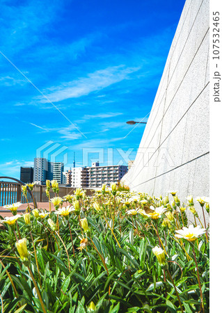 10月東京葛飾区奥戸に流れる中川沿いの景色 107532465