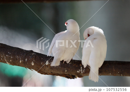 文鳥の背中 文鳥の背中 107532556