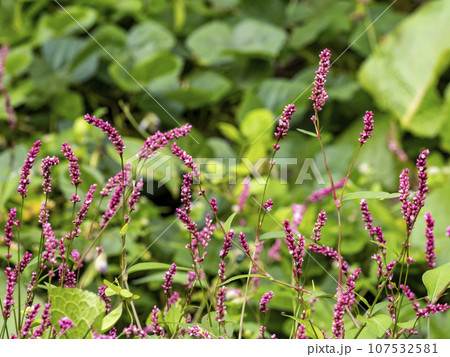 たくさん生えているイヌタデの花 たくさん生えているイヌタデの花 107532581
