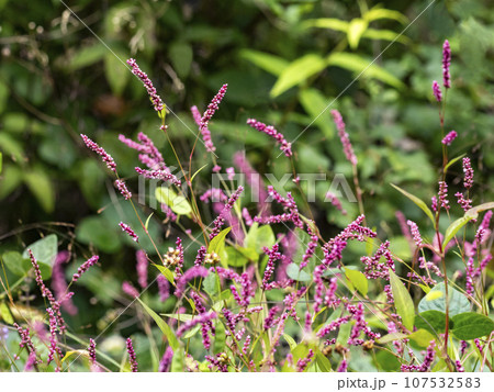 たくさん生えているイヌタデの花 たくさん生えているイヌタデの花 107532583