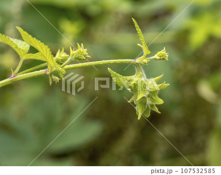 道端に咲くカナムグラの雌花 107532585