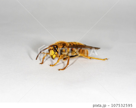 白バックにキイロスズメバチ 白バックにキイロスズメバチ 107532595