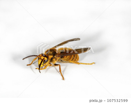 白バックにキイロスズメバチ 白バックにキイロスズメバチ 107532599