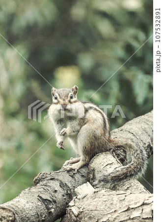 木の上で木の実を食べる二ホンリス 木の上で木の実を食べる二ホンリス 107532891