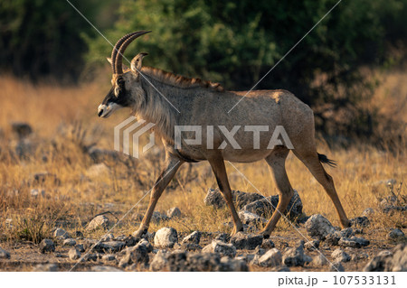 Roan antelope crosses rocky ground in sunshine Roan antelope crosses rocky ground in sunshine 107533131