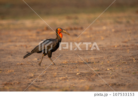 Southern ground hornbill walks across bare ground 107533153