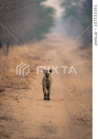 Spotted hyena stands watching camera on track Spotted hyena stands watching camera on track 107533161