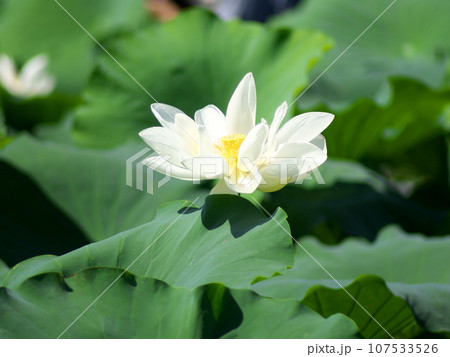 白い蓮の花 白い蓮の花 107533526