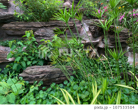 green plants in the garden 107533584