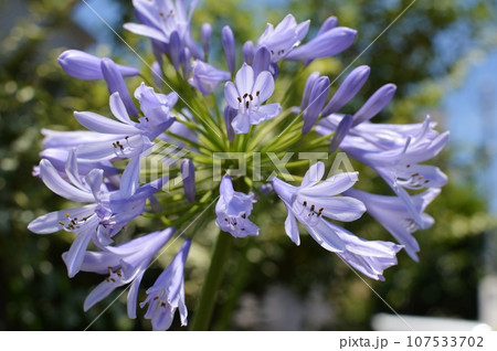 薄紫色のアガパンサスの花 薄紫色のアガパンサスの花 107533702