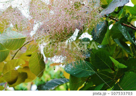 雨のしずくとスモークツリーの花 107533703