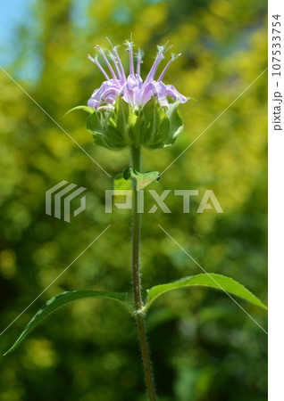 庭に咲くピンク色のモナルダの花　　 107533754