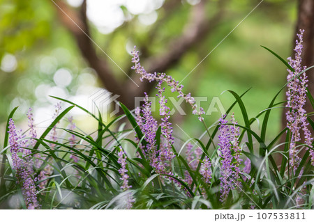 Liriope muscari is a species of flowering plant from East Asia. Common names in English include big blue lilyturf, lilyturf, border grass, and monkey grass. Liriope muscari is a species of flowering plant from East Asia. Common names in English include big blue lilyturf, lilyturf, border grass, and monkey grass. 107533811