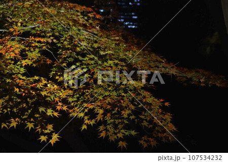 東京観光 ライトアップされた紅葉 東京観光 ライトアップされた紅葉 107534232