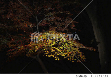 東京観光 ライトアップされた紅葉 東京観光 ライトアップされた紅葉 107534234