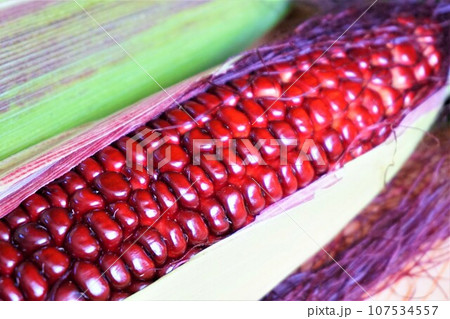 大和ルージュ　とうもろこし　赤いスイートコーン 107534557