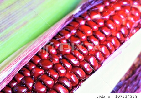 大和ルージュ　とうもろこし　赤いスイートコーン 107534558