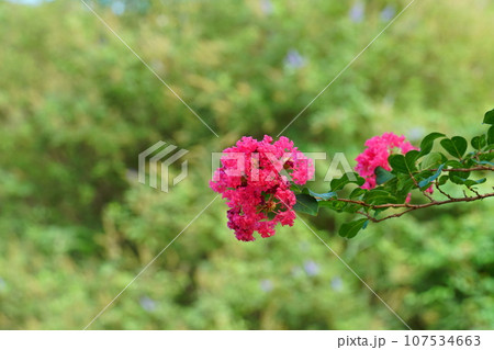 赤いサルスベリの花 赤いサルスベリの花 107534663
