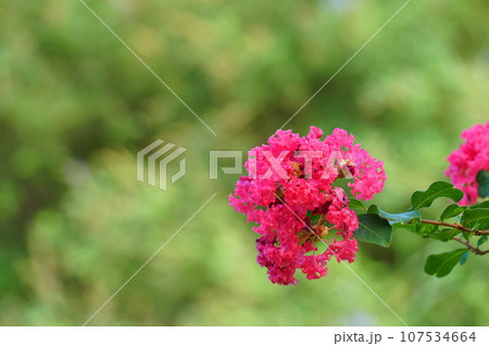 赤いサルスベリの花 107534664