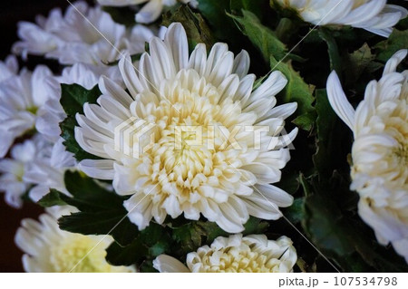 菊　キク　仏花　白　花　花束　切花 107534798