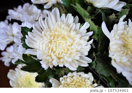 菊 キク 仏花 白 花 花束 切花 菊 キク 仏花 白 花 花束 切花 107534801