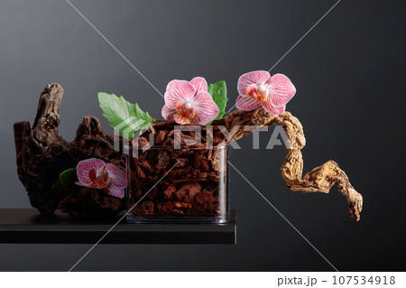 Pink orchid in a transparent pot with substrate. Pink orchid in a transparent pot with substrate. 107534918