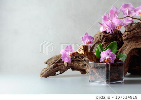 Orchid in a transparent pot with substrate. Orchid in a transparent pot with substrate. 107534919