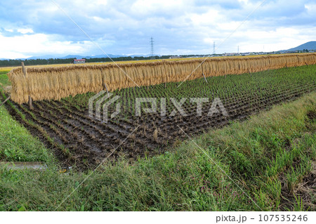 豊年満作の秋のハゼ掛け 夕暮れの田んぼの中のハゼ掛け 稲刈りをした田から温かいので新しい稲が出ている 豊年満作の秋のハゼ掛け 夕暮れの田んぼの中のハゼ掛け 稲刈りをした田から温かいので新しい稲が出ている 107535246