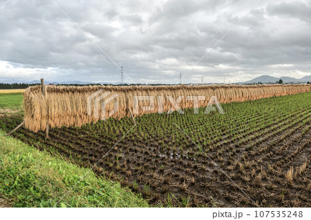 豊年満作の秋のハゼ掛け 夕暮れの田んぼの中のハゼ掛け 稲刈りをした田から温かいので新しい稲が出ている 豊年満作の秋のハゼ掛け 夕暮れの田んぼの中のハゼ掛け 稲刈りをした田から温かいので新しい稲が出ている 107535248