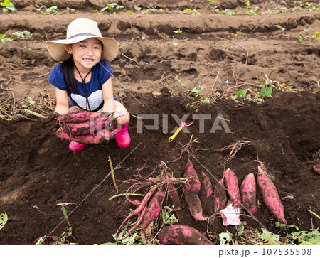 さつまいもほりを楽しむ子ども 107535508