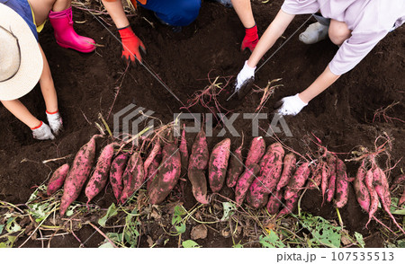 さつまいもほりを楽しむ家族 107535513